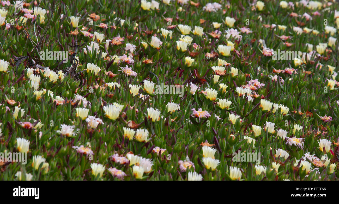 Campo di Ghiaccio di piante in fiore Foto Stock