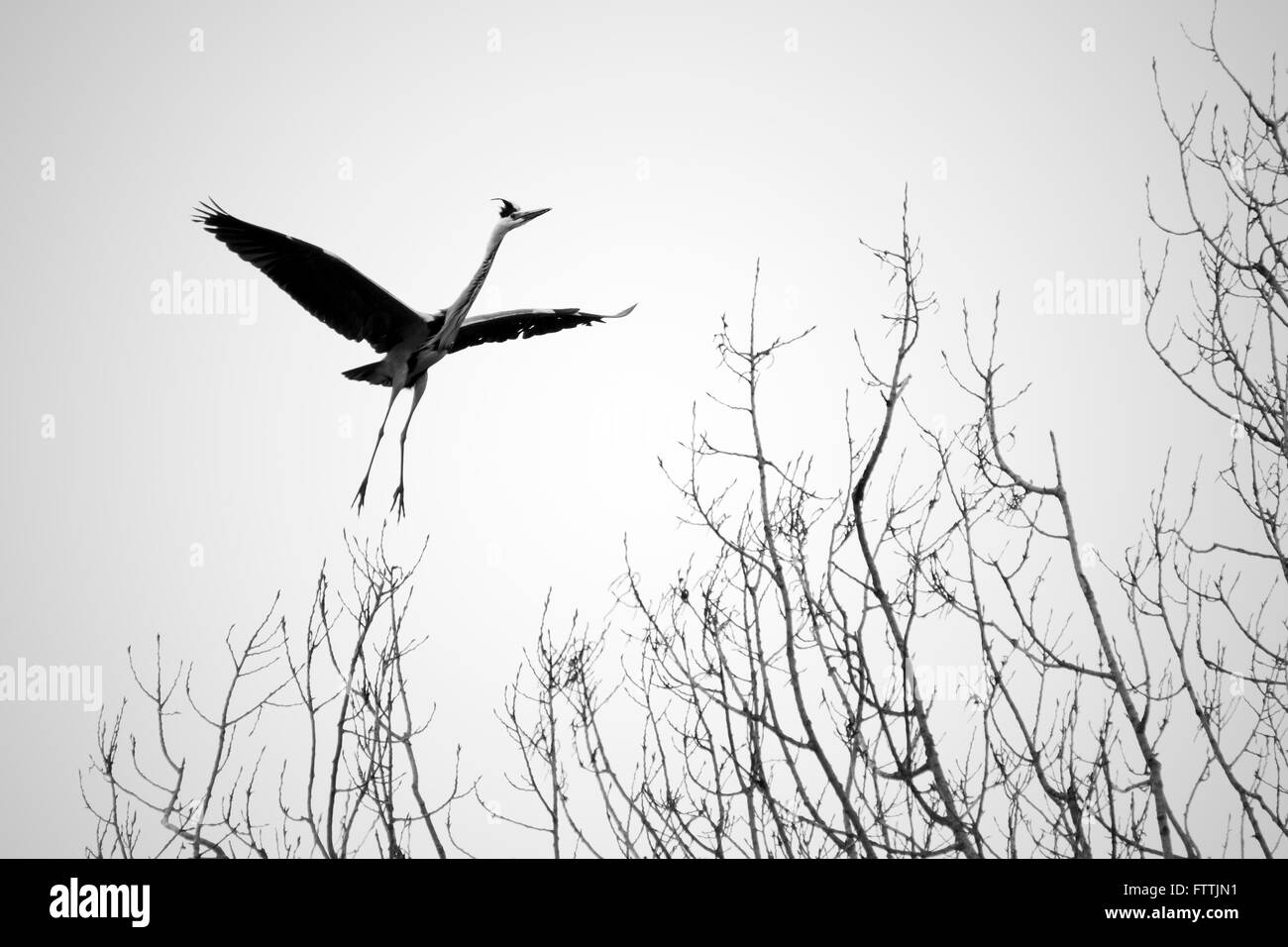 Heron in fase di atterraggio Foto Stock