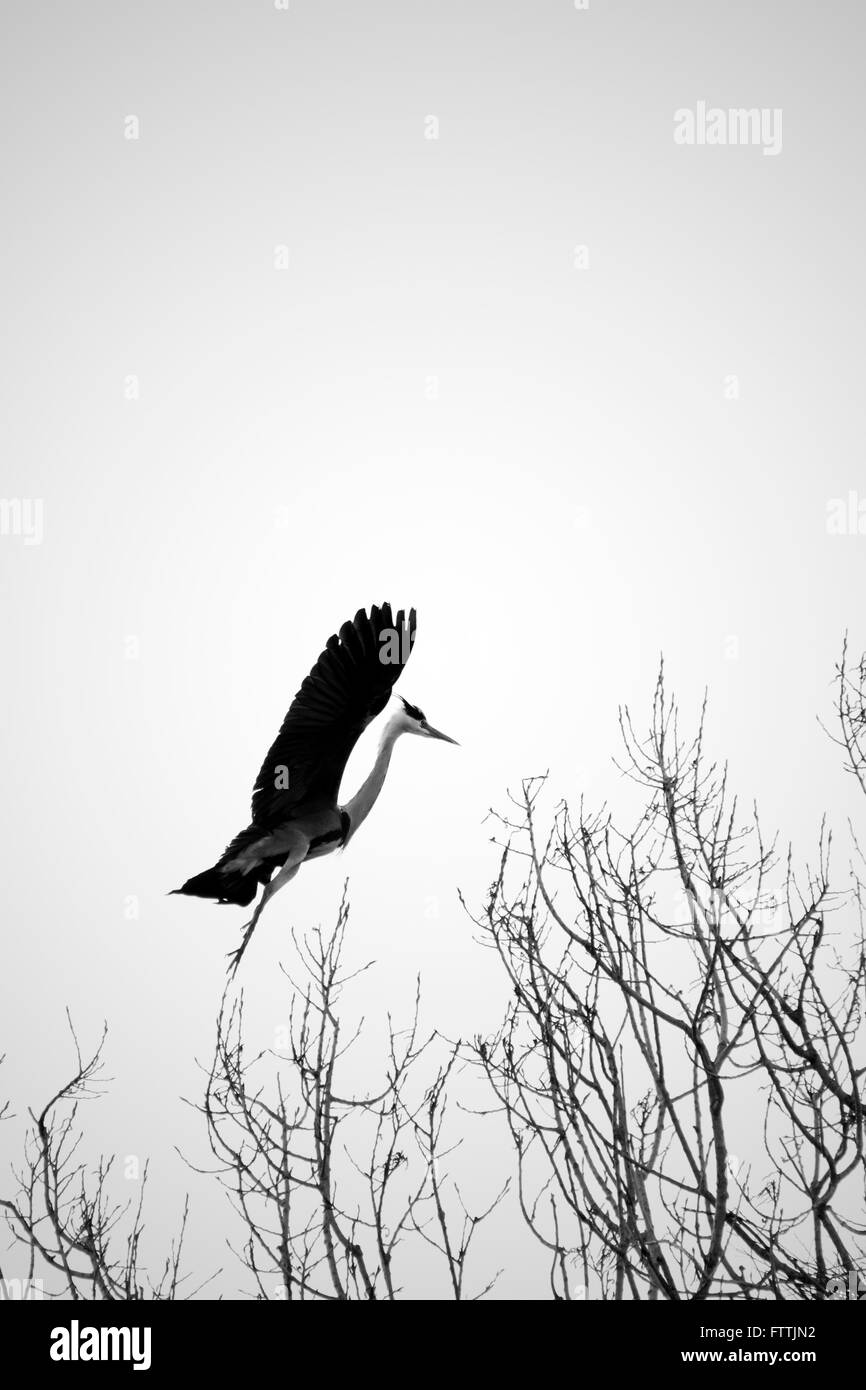 Heron in fase di atterraggio Foto Stock