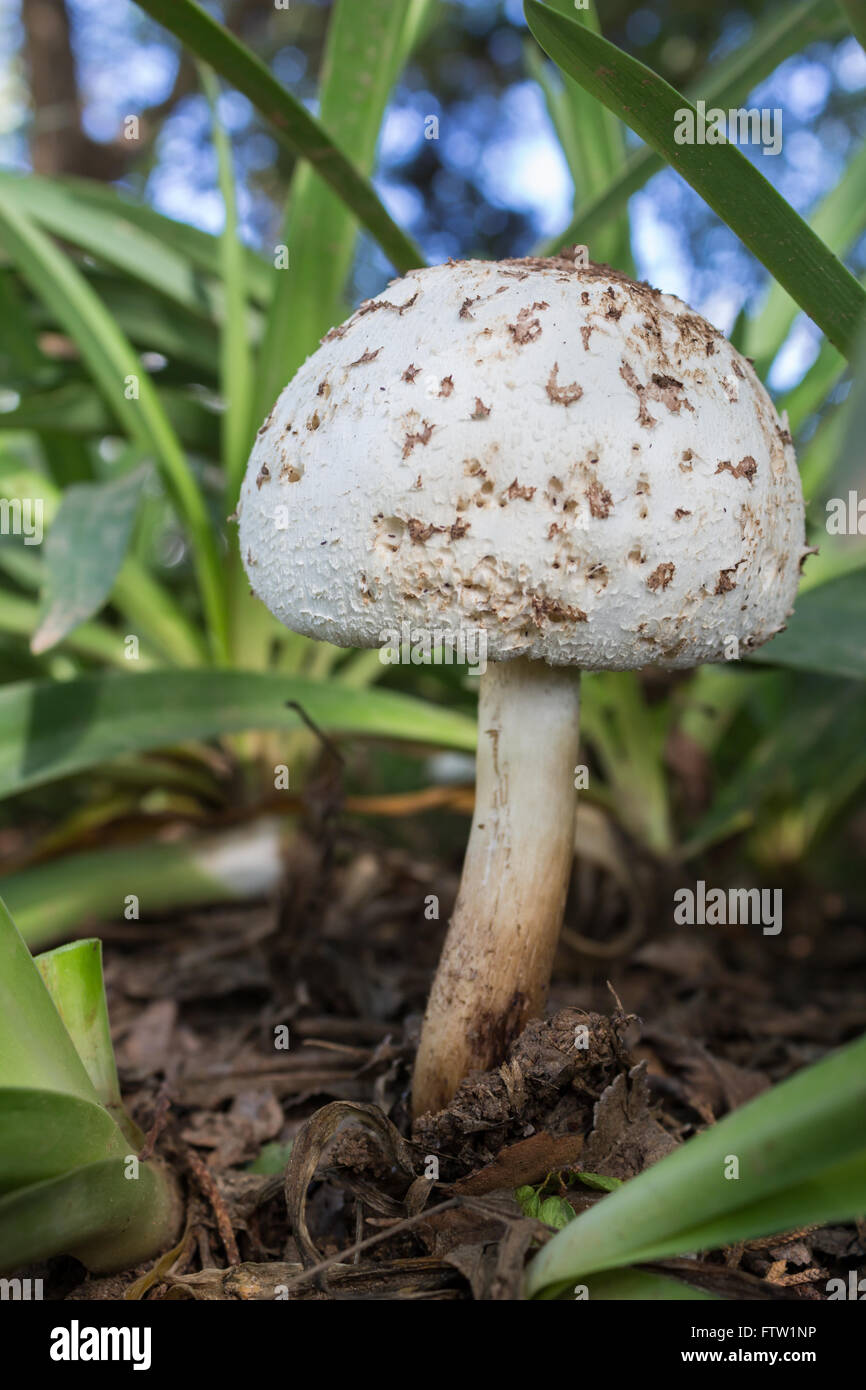 Focus sul cappuccio del fungo bianco sulla foresta umida piano Foto Stock