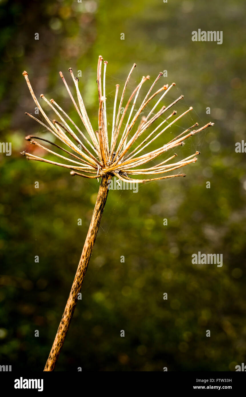 Testa di seme vecchio su agapanthus alla fine dell'inverno Foto Stock