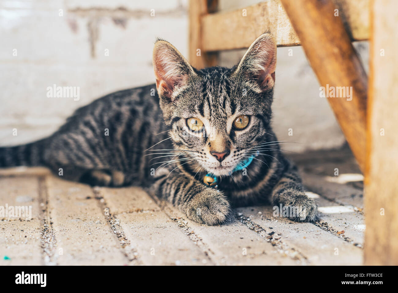 Giovani striped tabby cat fissando attentamente la macchina fotografica con grande golden occhi color ambra e si trova su un pavimento lastricato al fianco di un legno Foto Stock