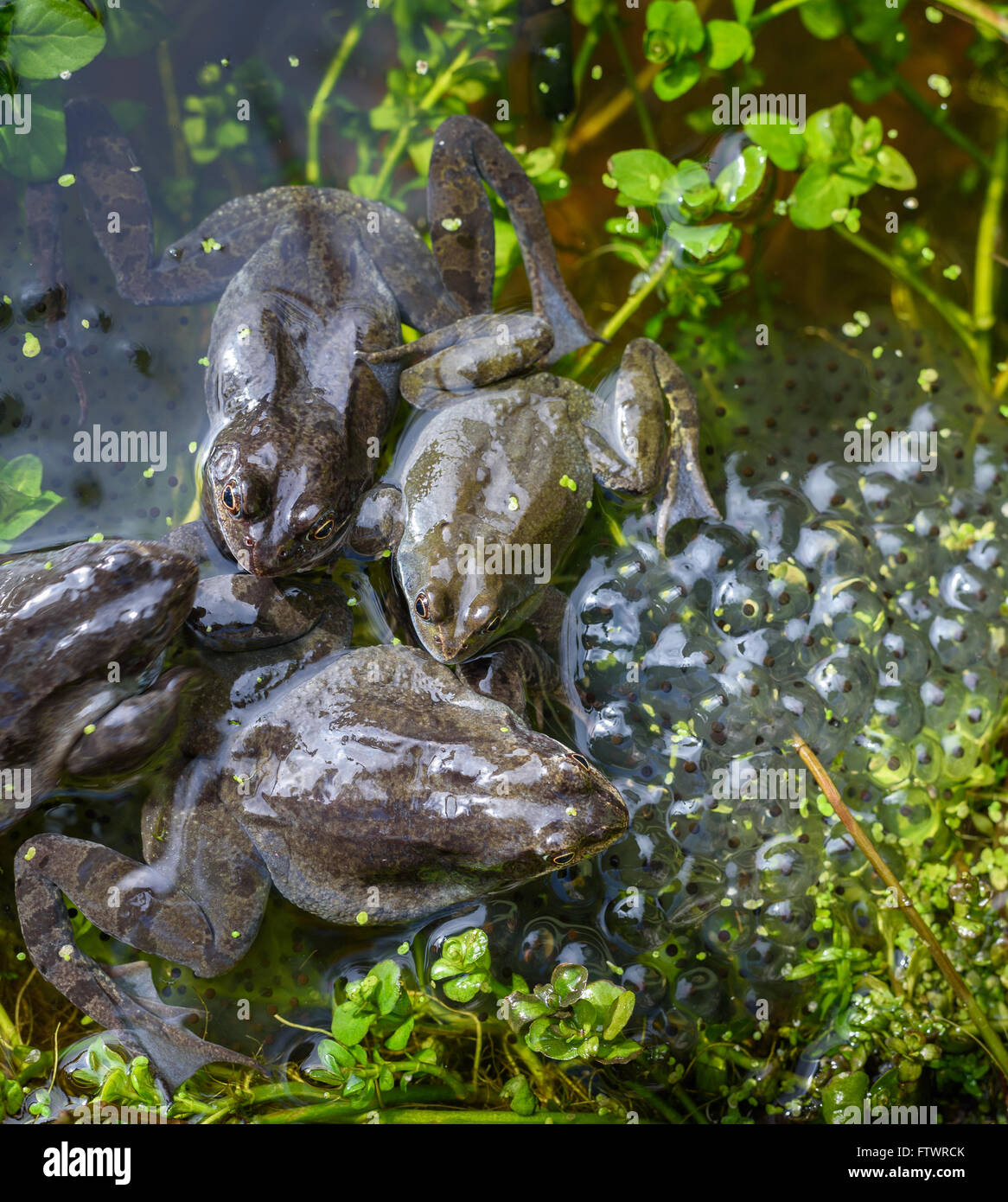 Un gruppo della politica europea comune in materia di rane coniugata con frog spawn in primavera. Foto Stock
