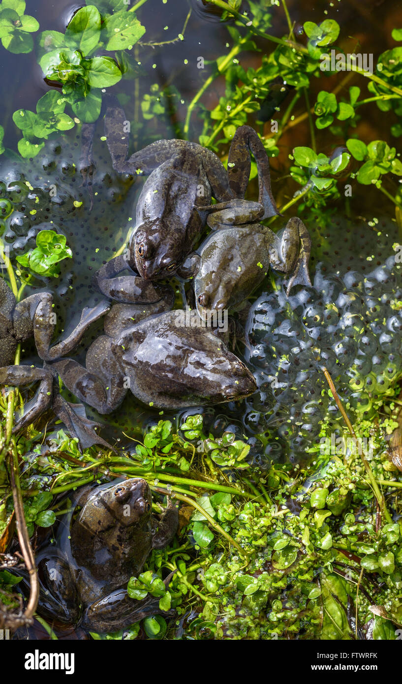 Un gruppo della politica europea comune in materia di rane coniugata con frog spawn in primavera. Foto Stock