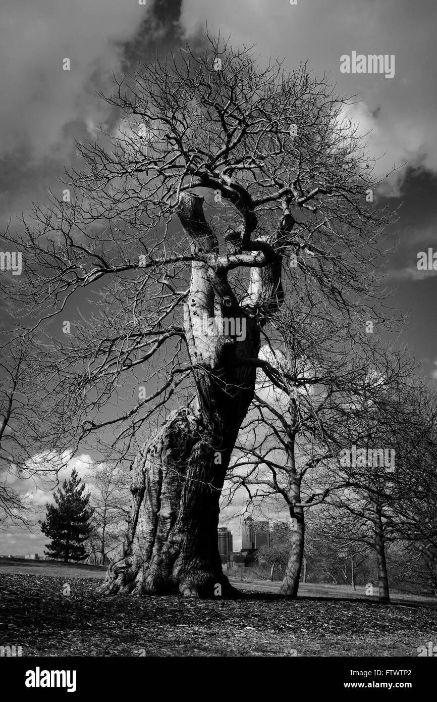 Immagine in bianco e nero della vecchia quercia, il parco di Greenwich, London, Regno Unito Foto Stock