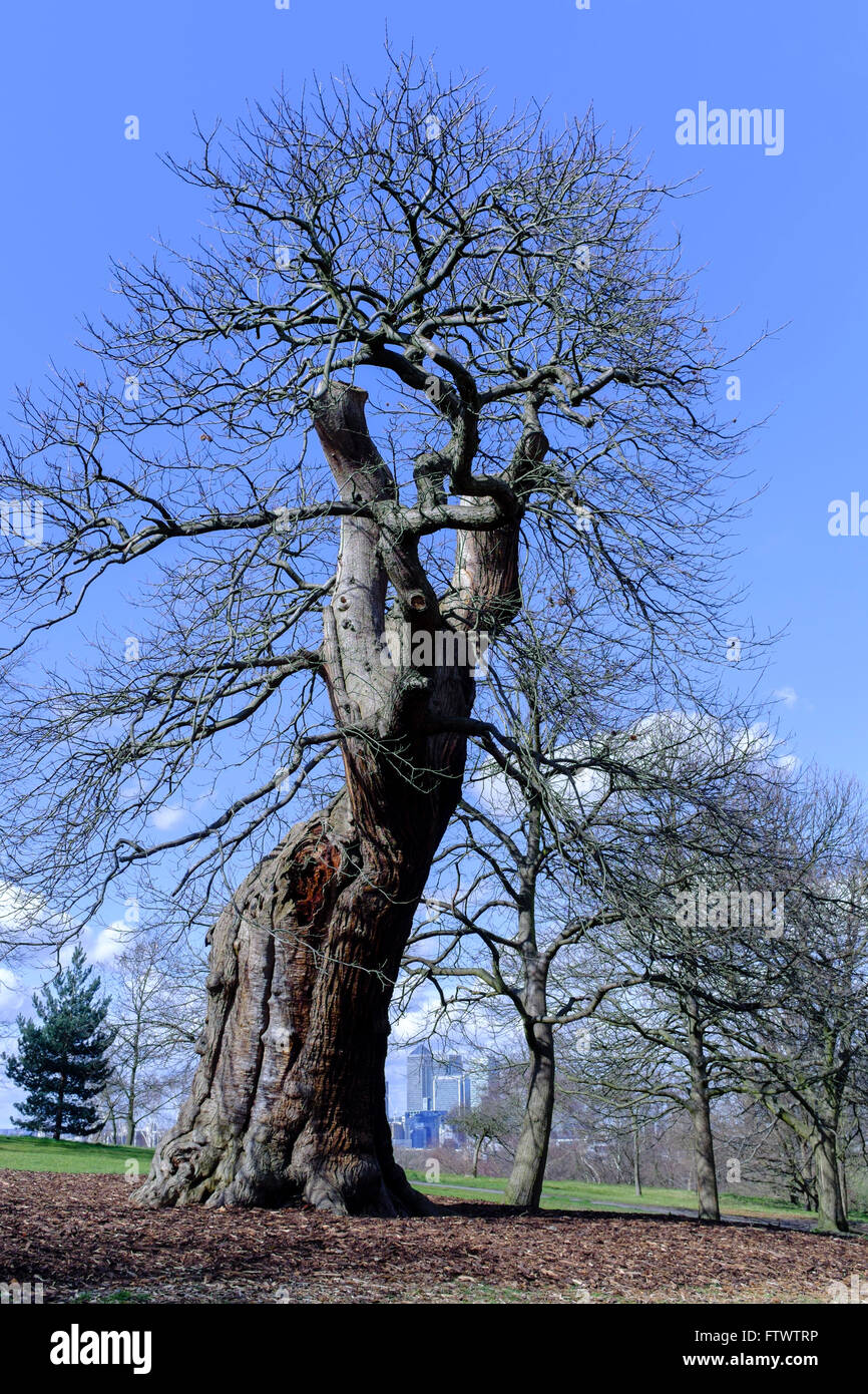 Il vecchio albero di quercia, il parco di Greenwich, London, Regno Unito Foto Stock