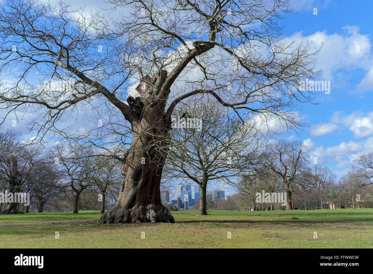 Il vecchio albero di quercia, il parco di Greenwich, London, Regno Unito Foto Stock