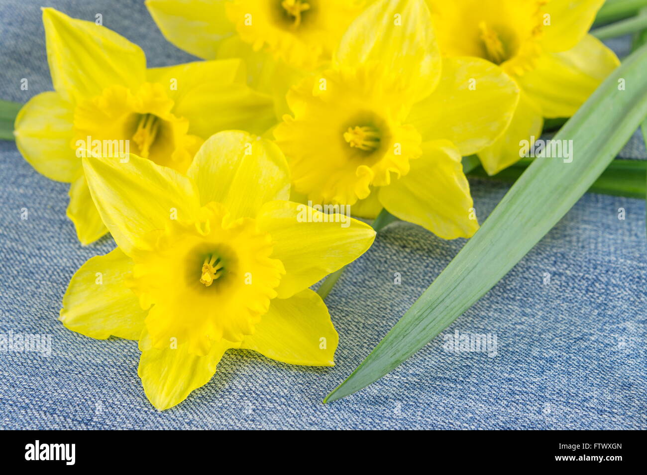 Un bouquet di narciso su sfondo denim Foto Stock