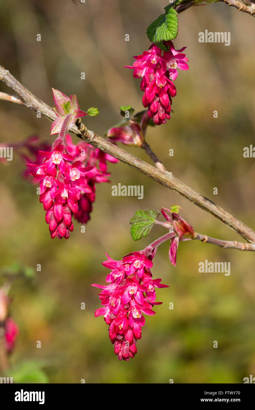 Penzolanti capriate di fiori di primavera precoce fioritura ribes ornamentale, Ribes sanguineum 'Rosso Pimpernel' Foto Stock