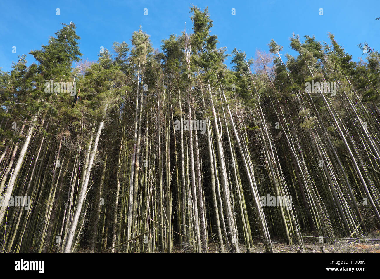Alberi di pino nella foresta commerciale in Wales UK Foto Stock