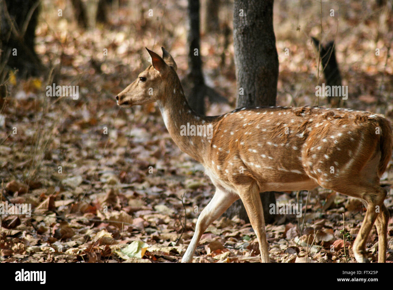 Spotted deer Bandhavgarh National Park Foto Stock