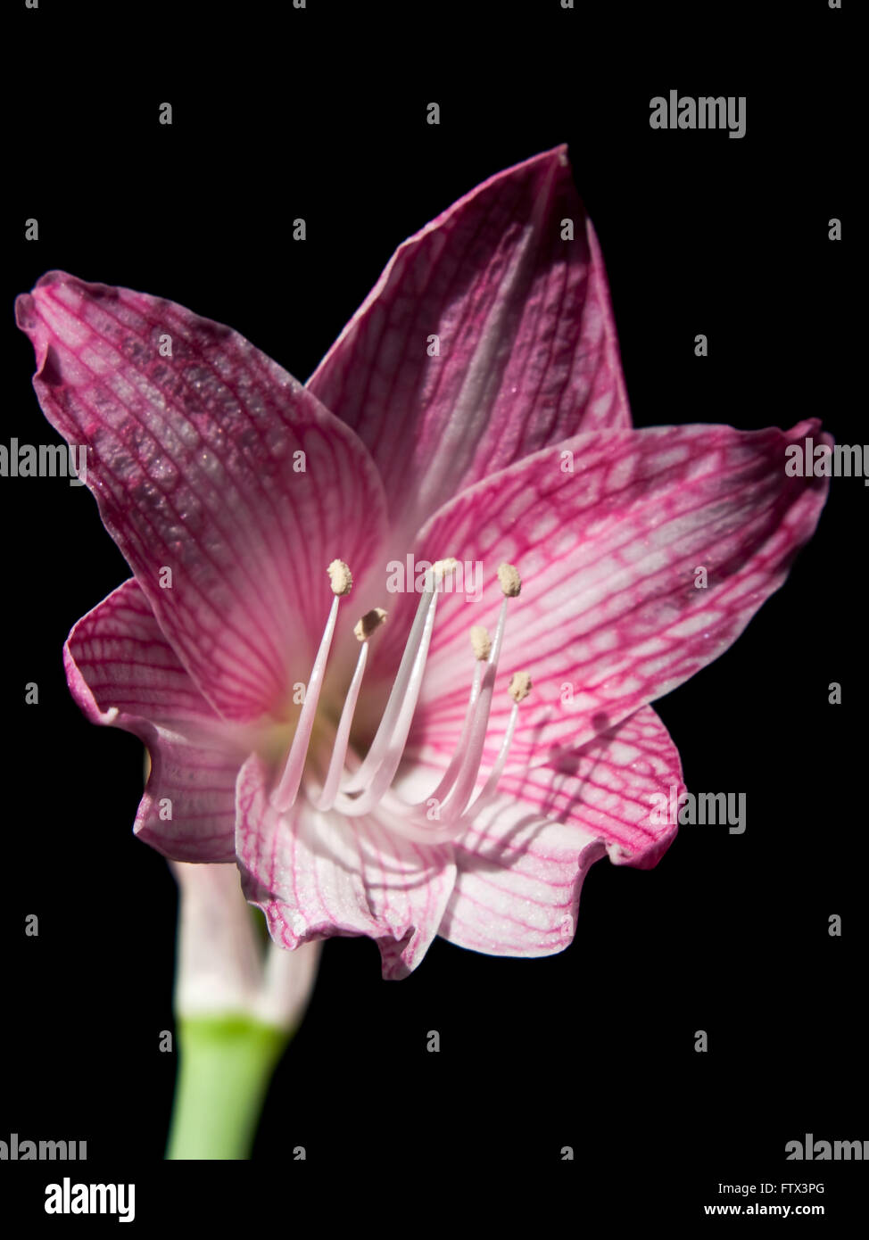 Rosa e Bianco star lily Foto Stock