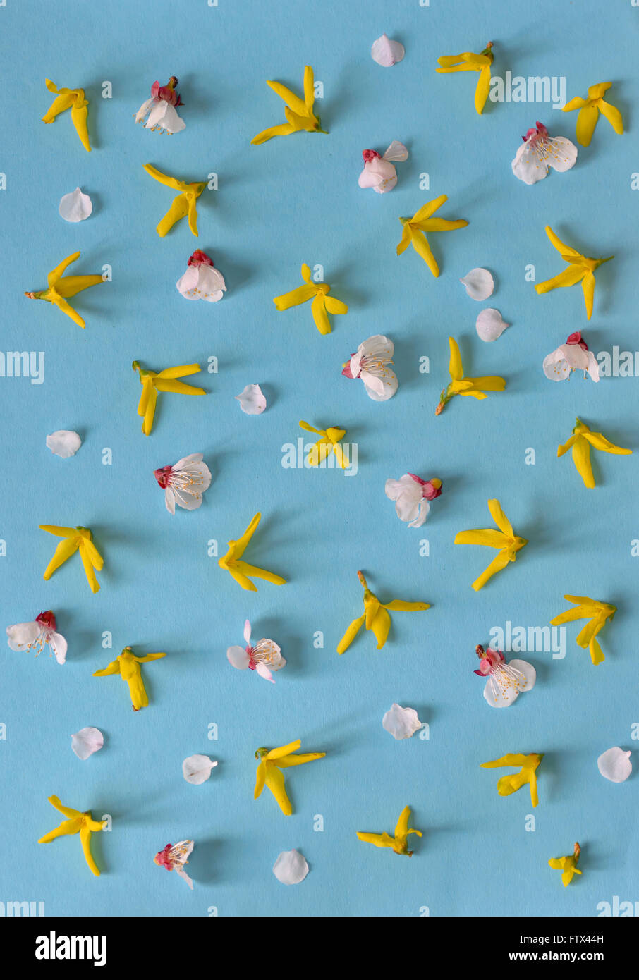 Molla gialla di forsitia e fiori di ciliegio isolato su sfondo blu Foto Stock