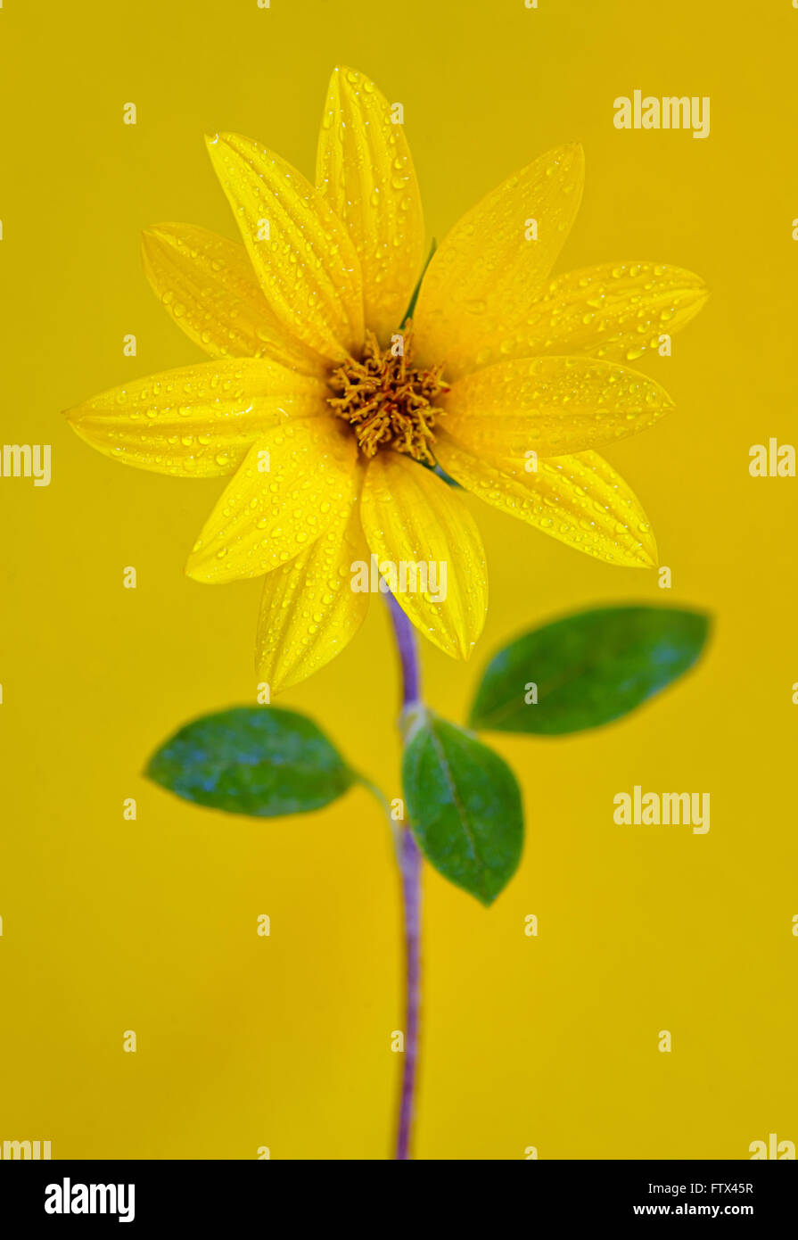 Fiore giallo isolato su sfondo giallo Foto Stock