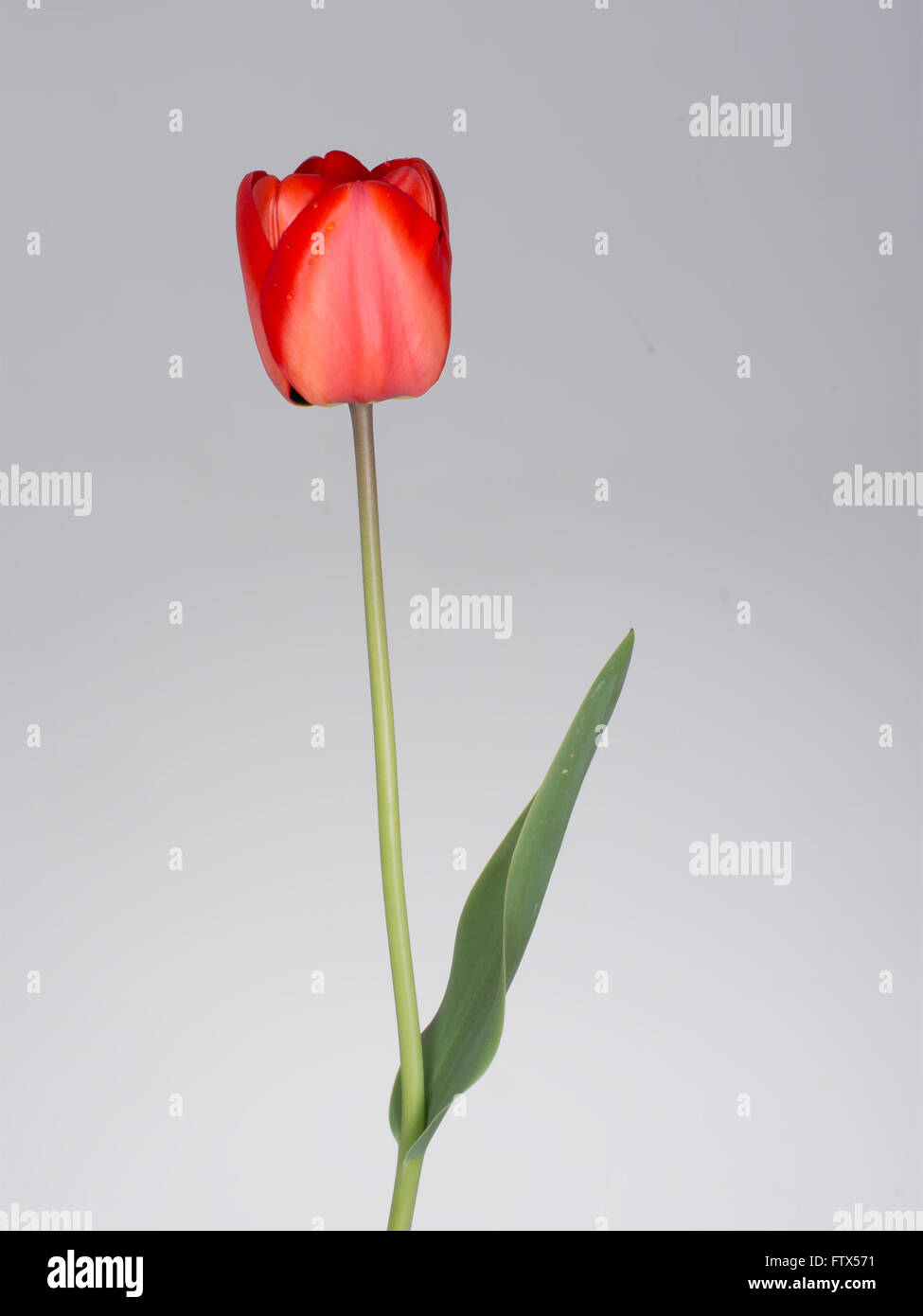 Unico rosso tulipano. Con alcune gocce di pioggia reale. Foto Stock