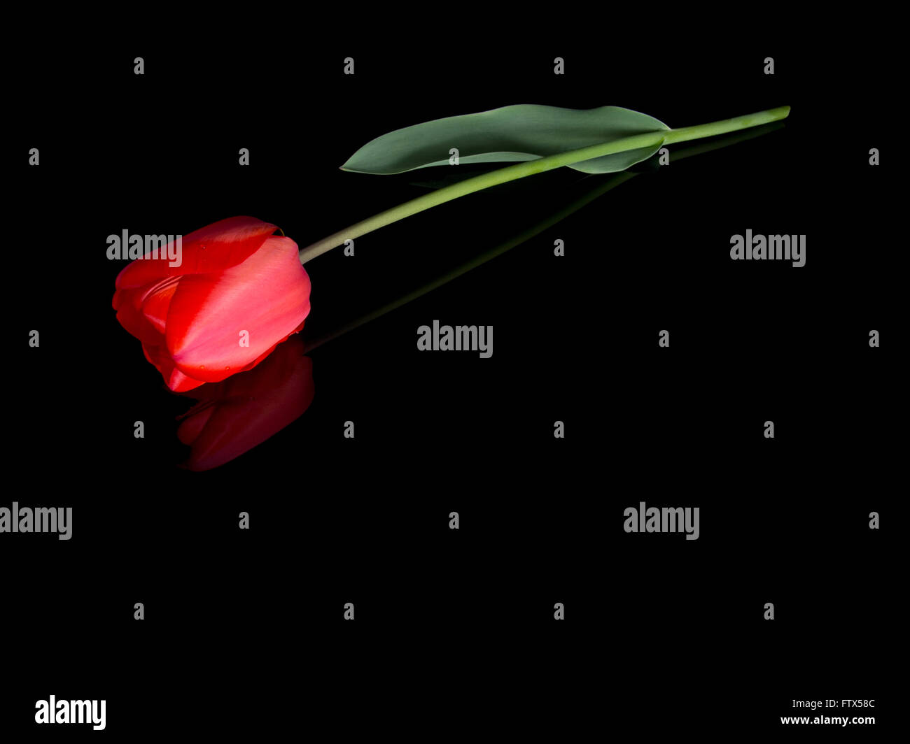Red tulip giacenti. Riflesso. Ideale tributo, memorial, lutti messaggio ecc. Foto Stock