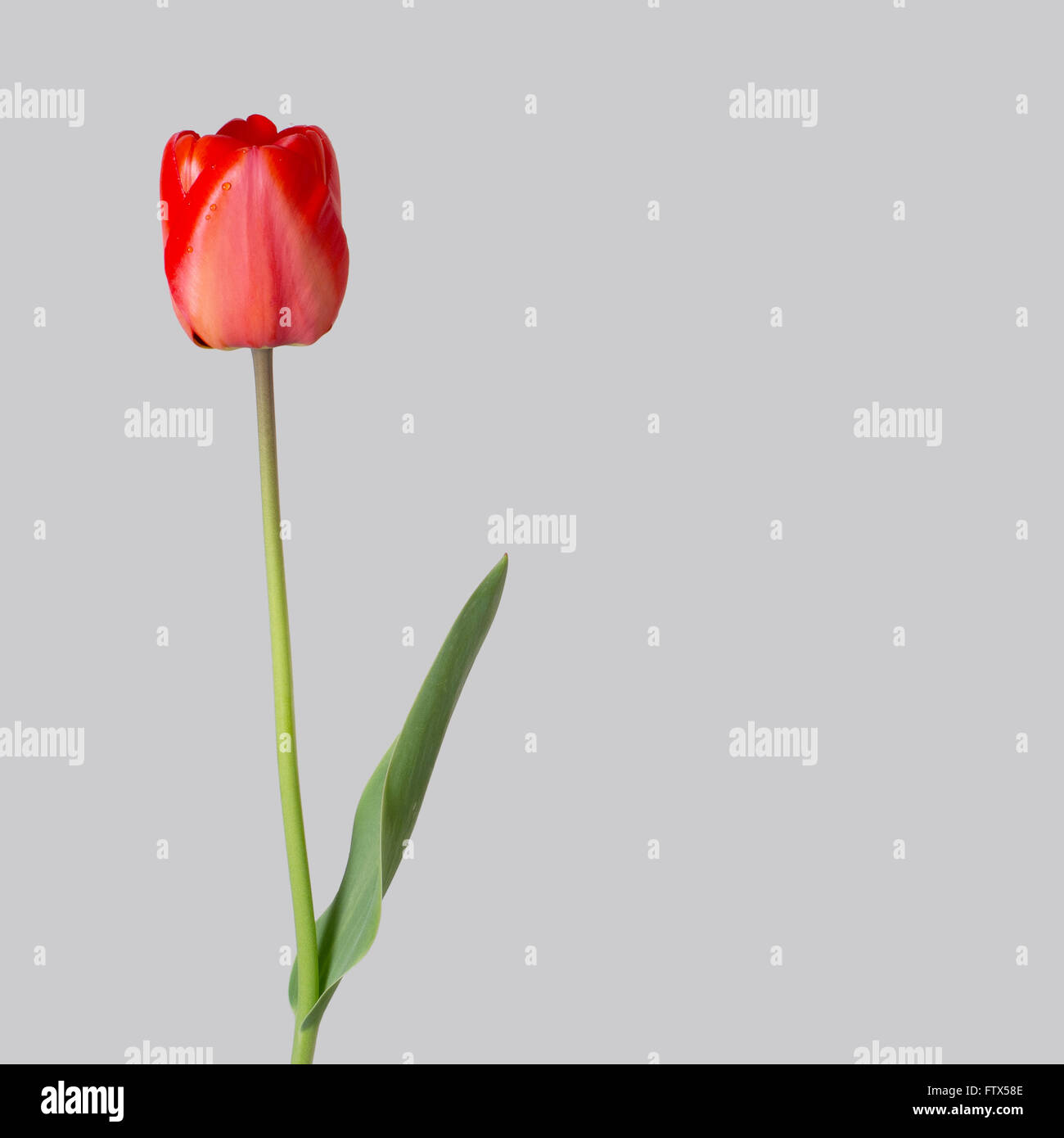 Unico red tulip isolati su grigio chiaro. Con alcune gocce di pioggia reale. Foto Stock