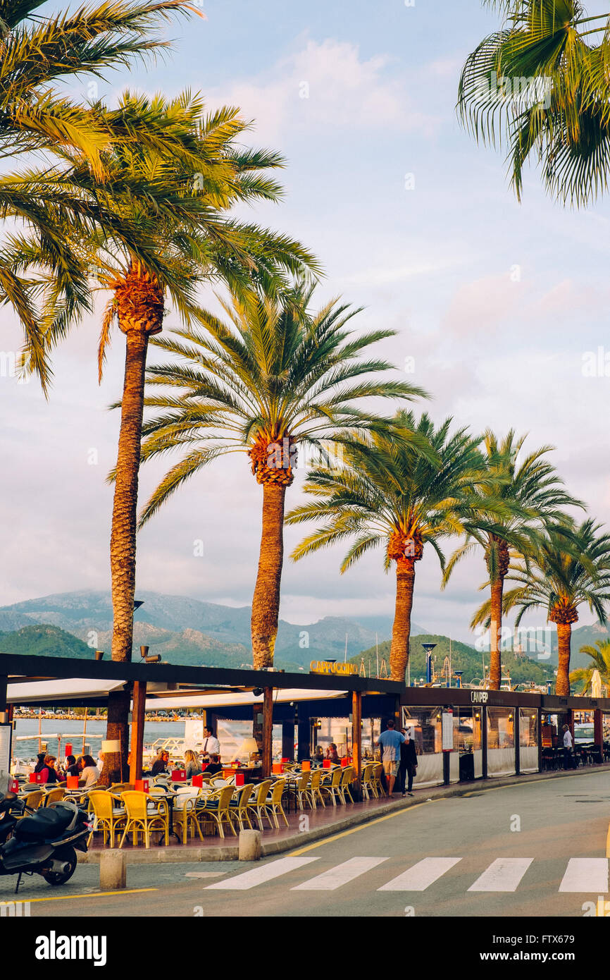 Le palme sulla riva del porto d'Andratx, Mallorca, Baleares , Spagna Foto Stock
