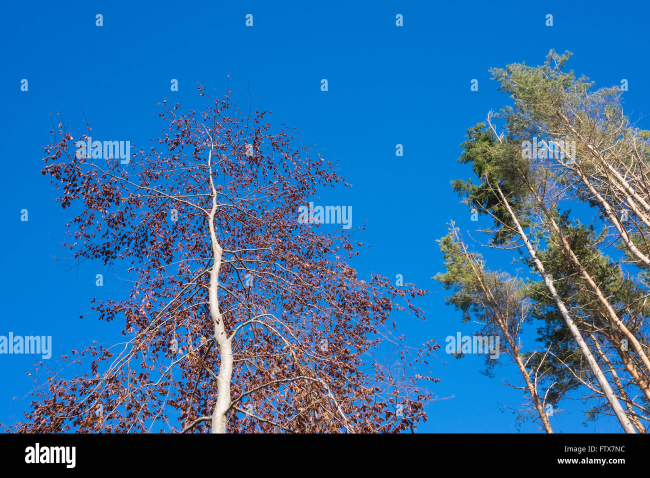 Cime degli alberi Foto Stock