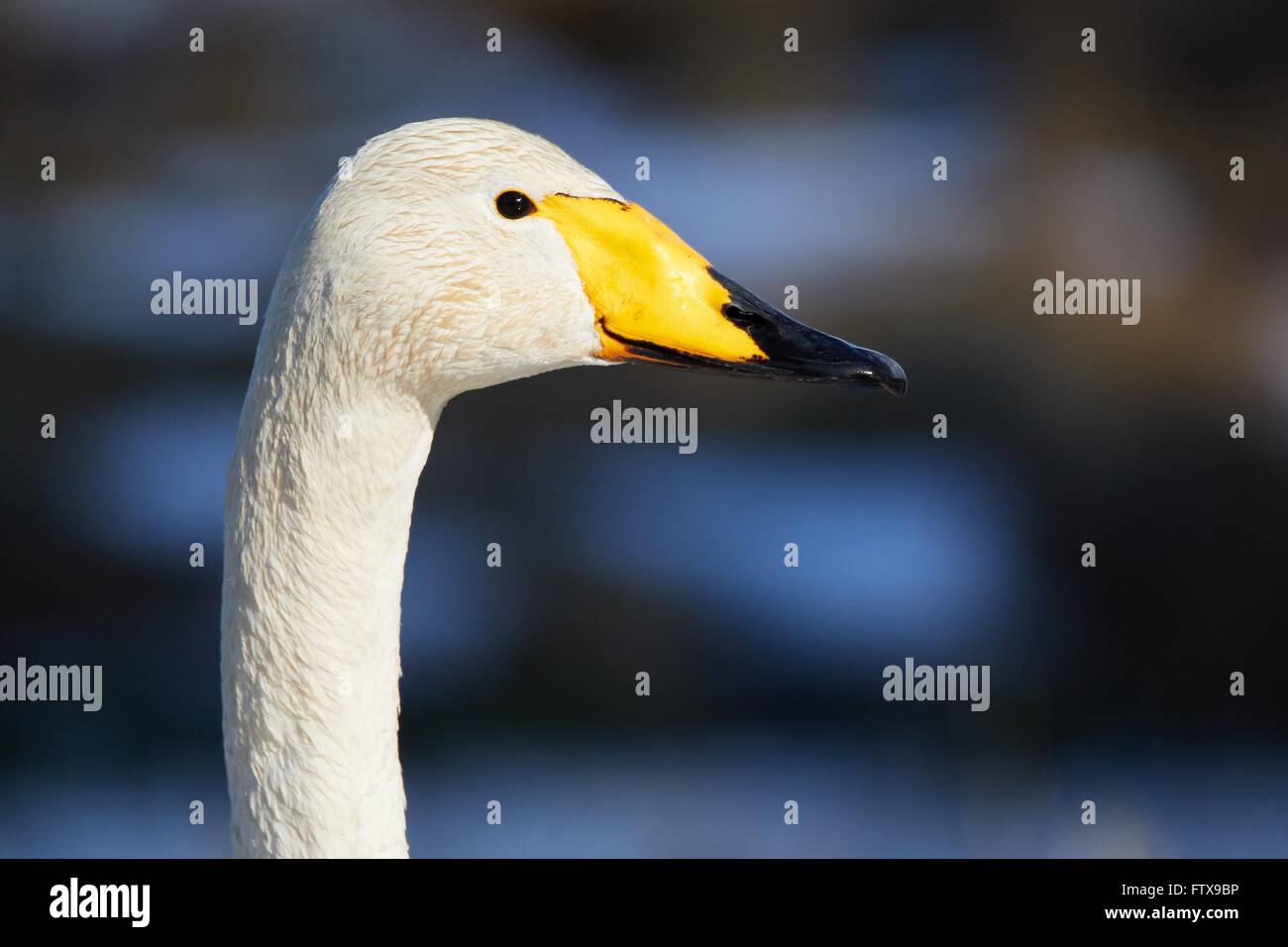 Whooper swan (Cygnus Cygnus) testa in closeup shot. Bellissimo uccello bianco sembra sorridente in primavera. Foto Stock