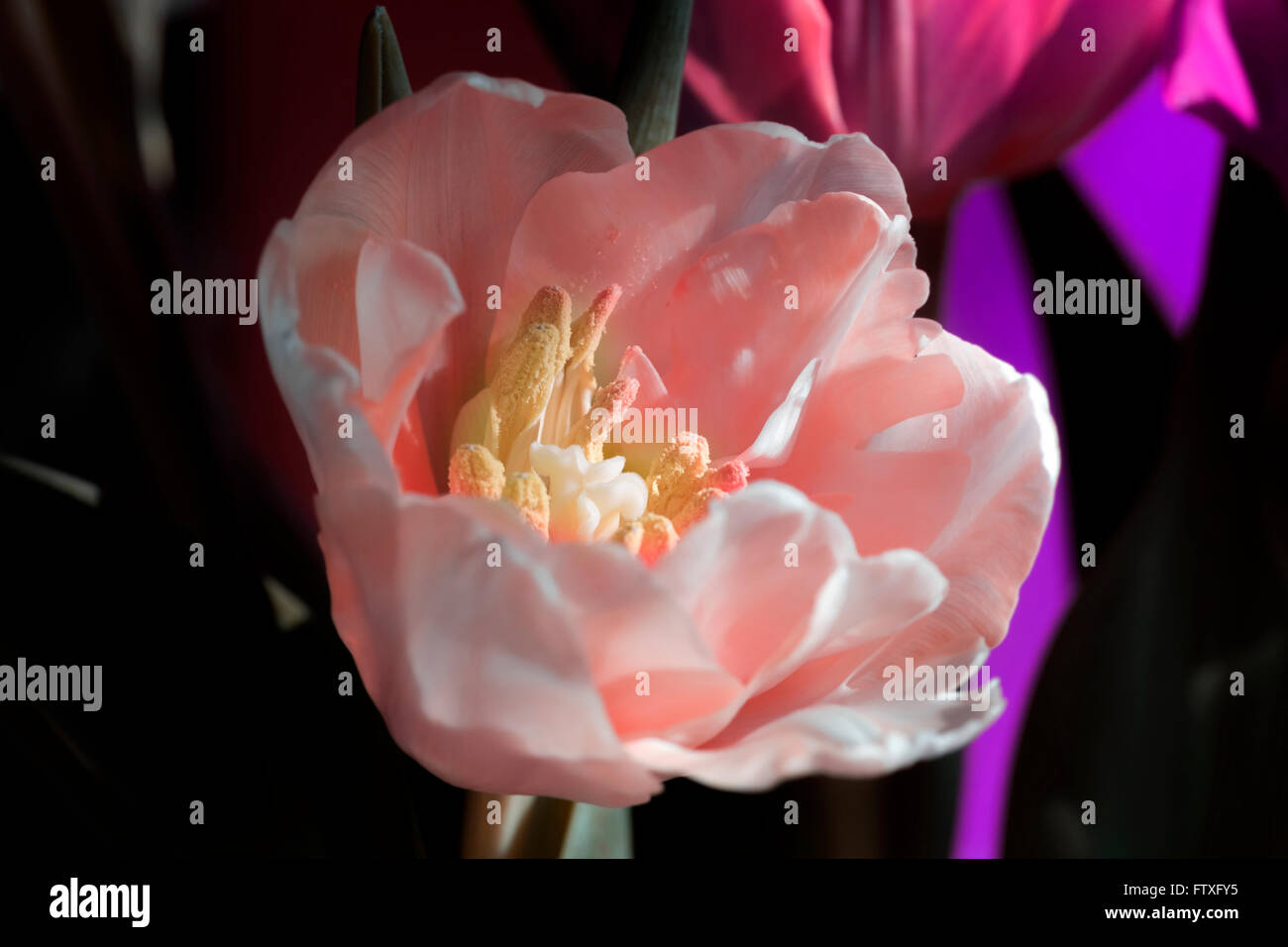 Bella gara rosa aperto nella primavera del tulipano in raggi di sole Foto Stock