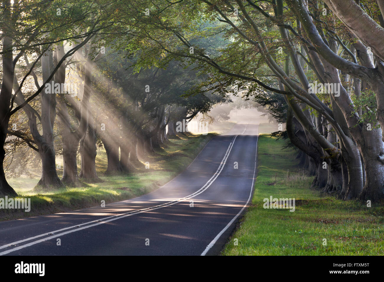 Fasci di luce su Beech Avenue a Dorset, Inghilterra, Regno Unito Foto Stock