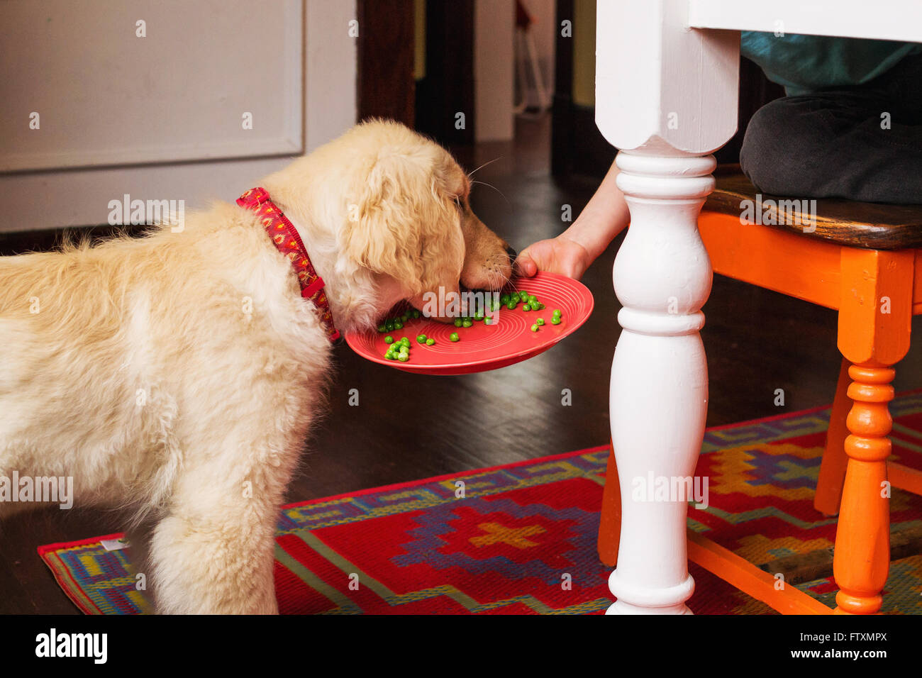Alimentazione Boy golden retriever cucciolo di cane per la sua piselli Foto Stock