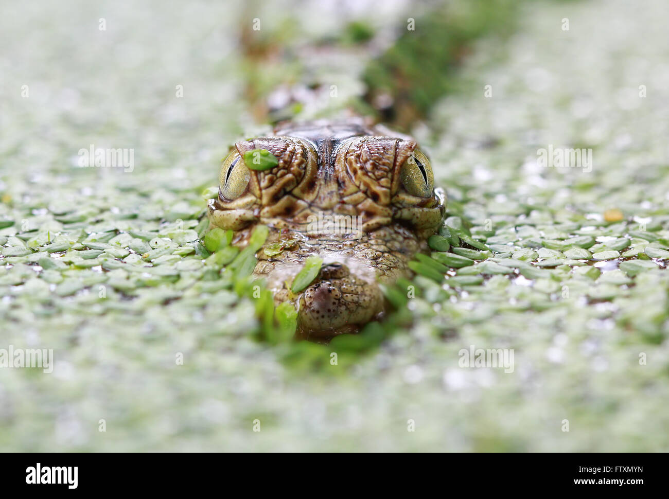 Baby coccodrillo nella palude, Indonesia Foto Stock