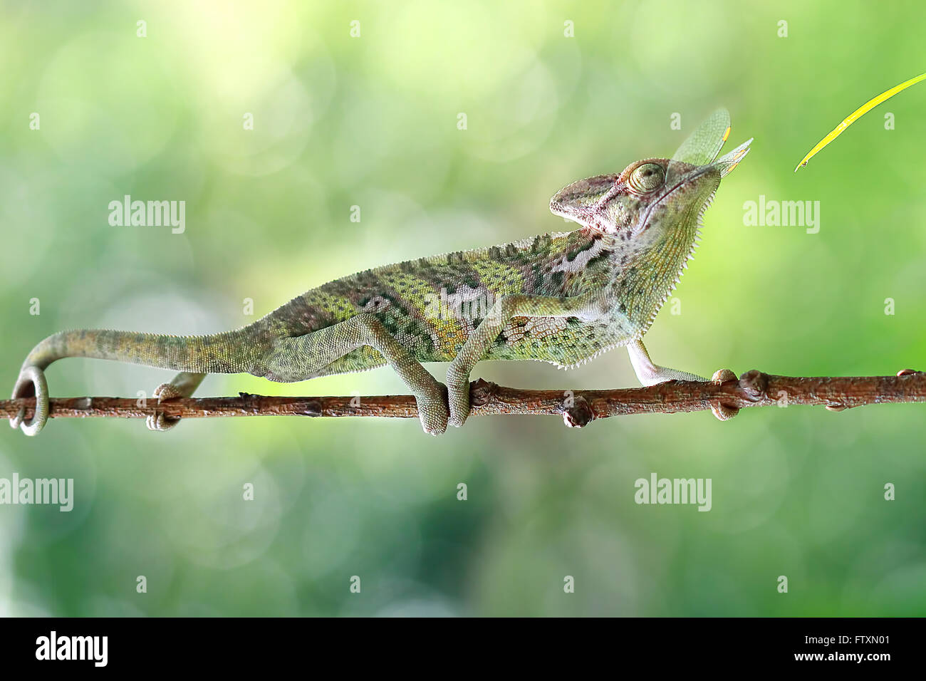 Vista laterale di un camaleonte mangiare un insetto, Indonesia Foto Stock
