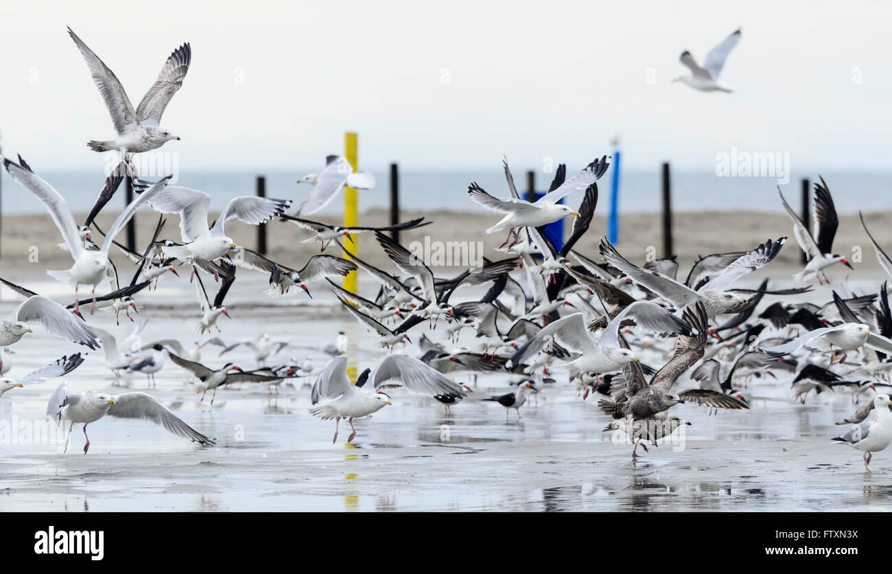 Gregge di gabbiani sulla spiaggia, Galveston, Texas, Stati Uniti Foto Stock