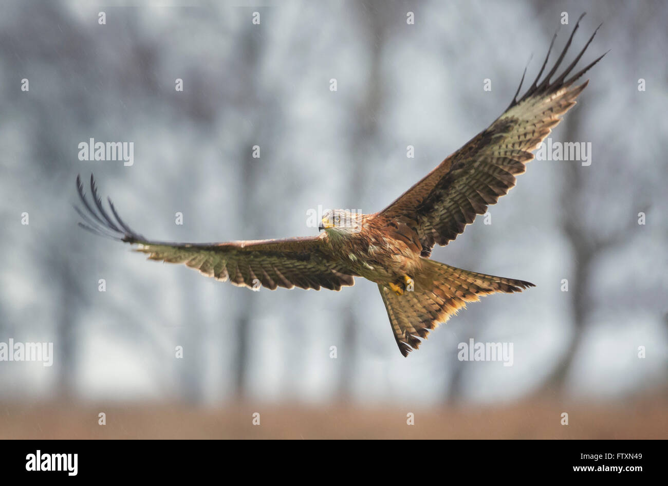 Red kite (Milvus milvus) in volo, Inghilterra, Regno Unito Foto Stock