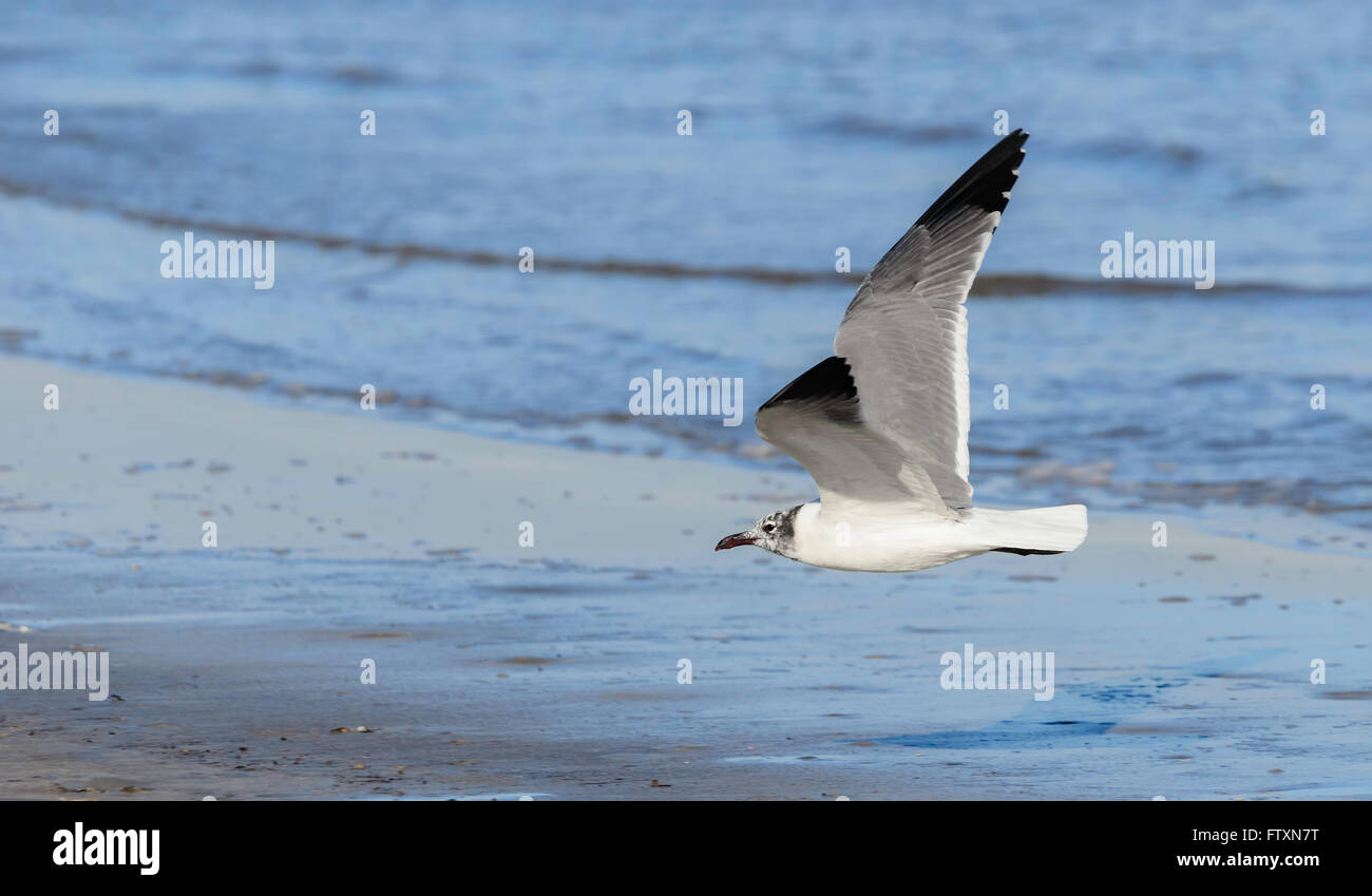 Seagull che sorvola la spiaggia, Mustang Island, Corpus Christi, Texas, Stati Uniti Foto Stock