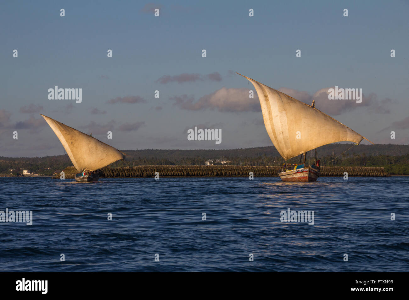 Dhows sailing, Stone Town Harbour, Zanzibar, Tanzania Foto Stock