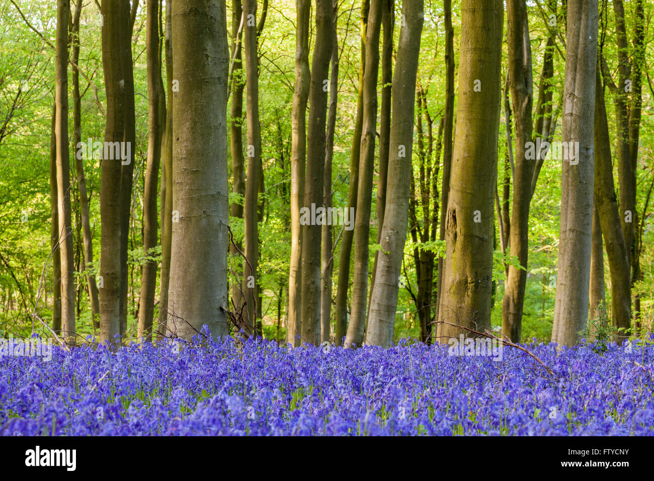 Bluebells in Micheldever legno, Hampshire, Inghilterra. Foto Stock