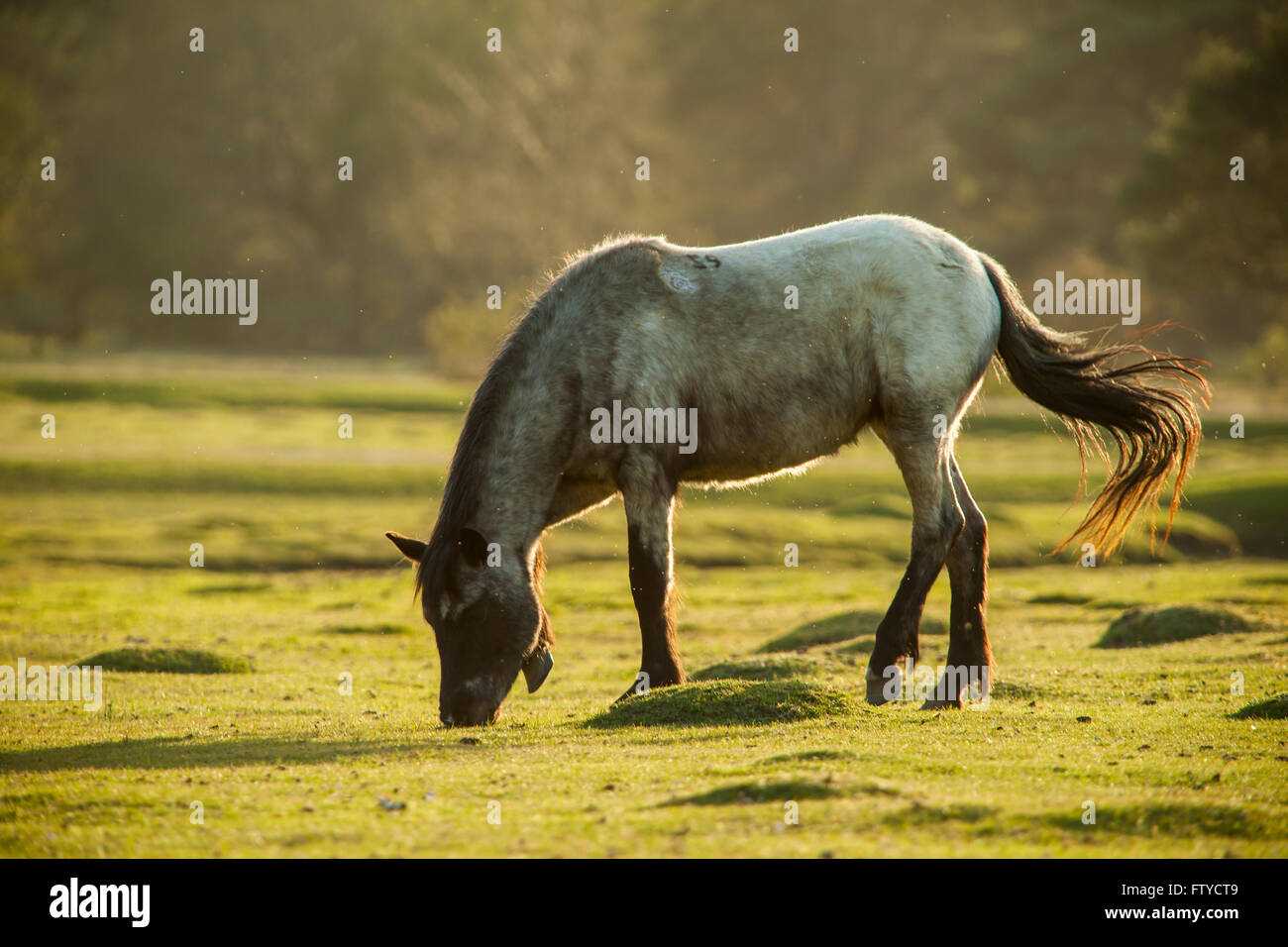 New Forest pony vicino a Beaulieu Road, Hampshire, Inghilterra. Foto Stock