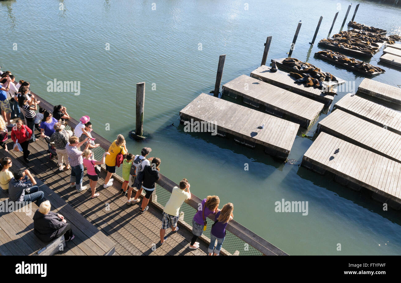 I turisti guardare la California leoni di mare, Zalophus californianus, al Pier 39, San Francisco, California, Stati Uniti d'America Foto Stock