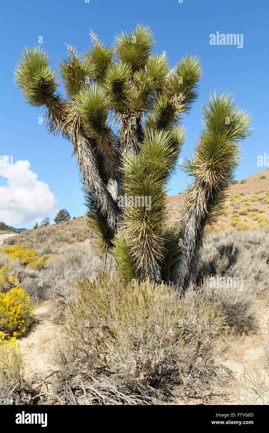 Joshua tree, Yucca brevifolia, CALIFORNIA, STATI UNITI D'AMERICA Foto Stock