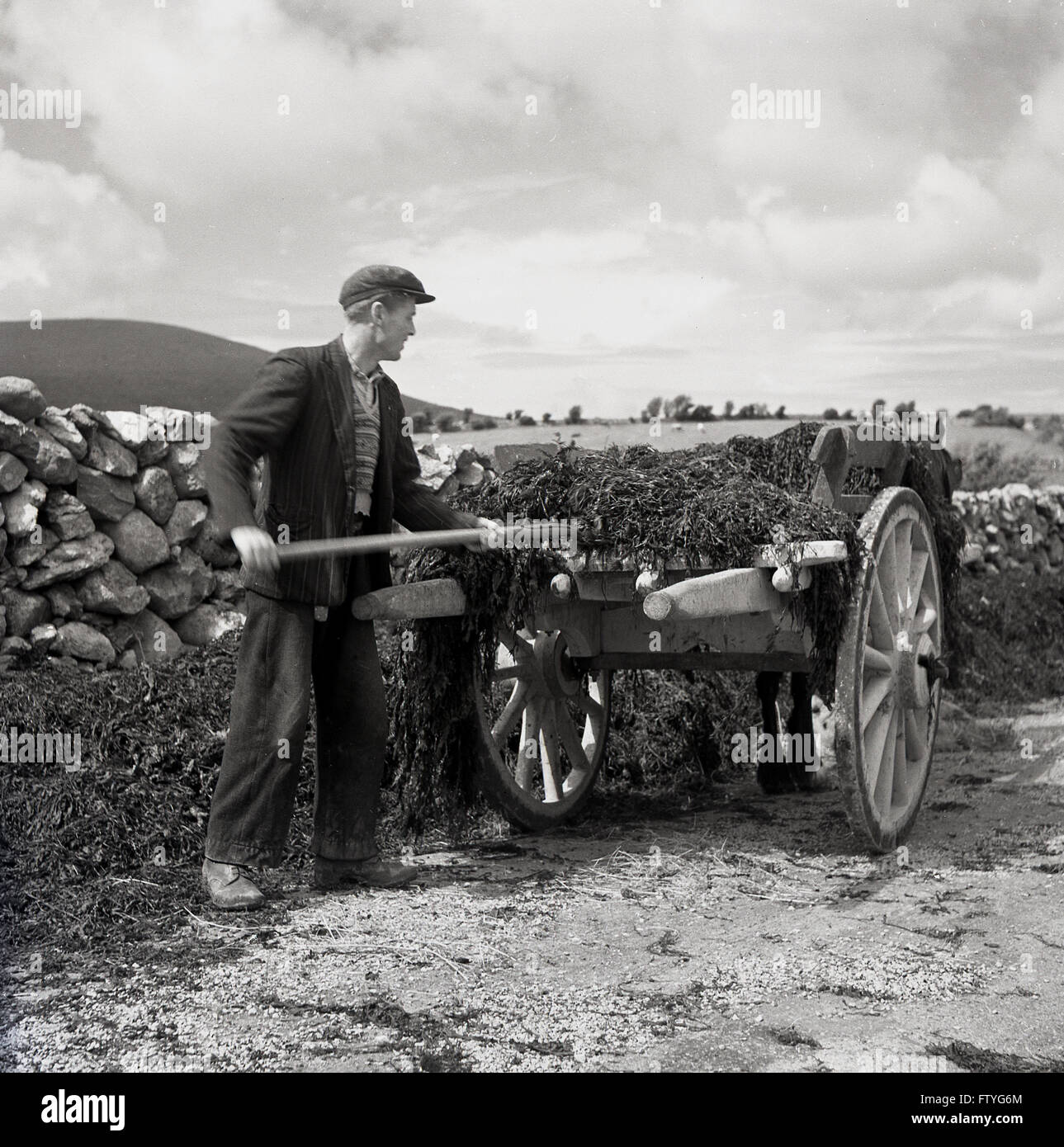 1950, quadro storico di J Allan Cash dall'Irlanda occidentale, che mostra un uomo locale con il suo cavallo e carretto su una corsia rurale, accanto a un muro di pietra, mettendo le alghe che vi si sono radunate, soffiate dalla costa atlantica, sul carro. Foto Stock