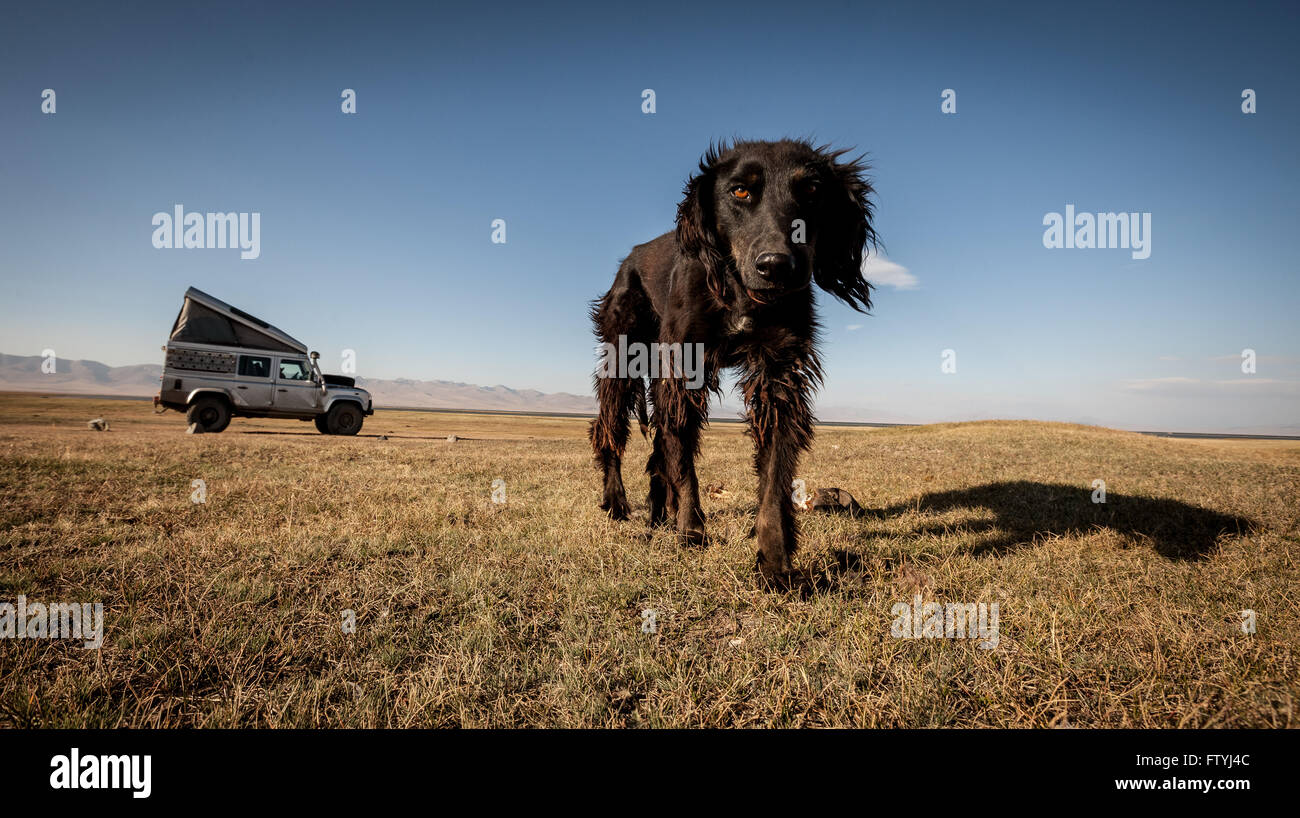 In Kirghizistan, Kirghizistan, una corsa solitaria 4WD e un cane nella steppa. Foto Stock