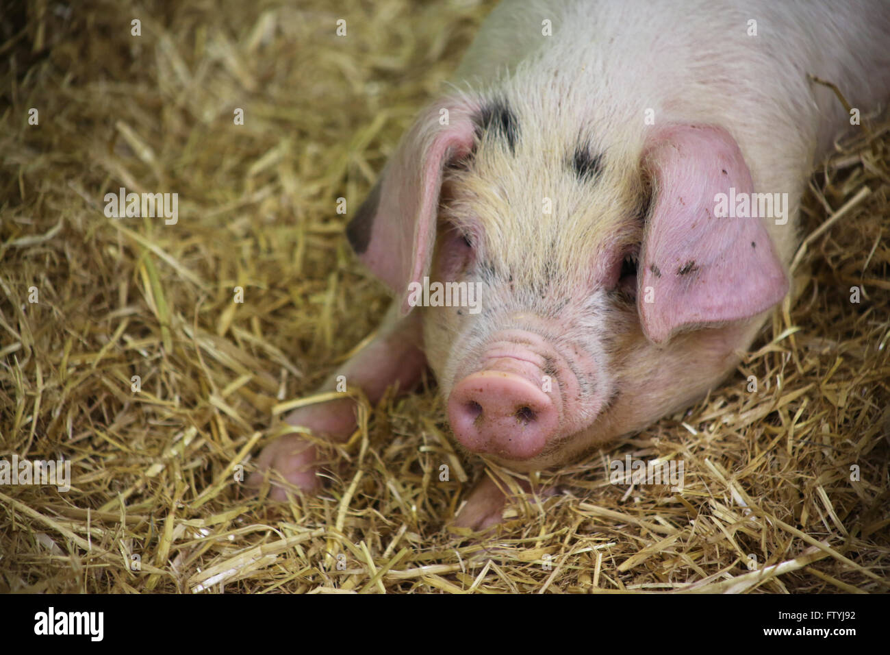 Gloucester old spot suino in un granaio. Foto Stock