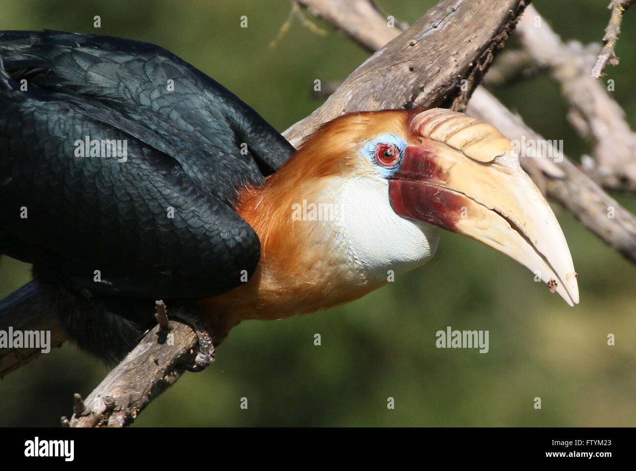 Maschio del Sud Est Asiatico Blyth's Hornbill o hornbill Papua (Rhyticeros plicatus), closeup ritratto Foto Stock