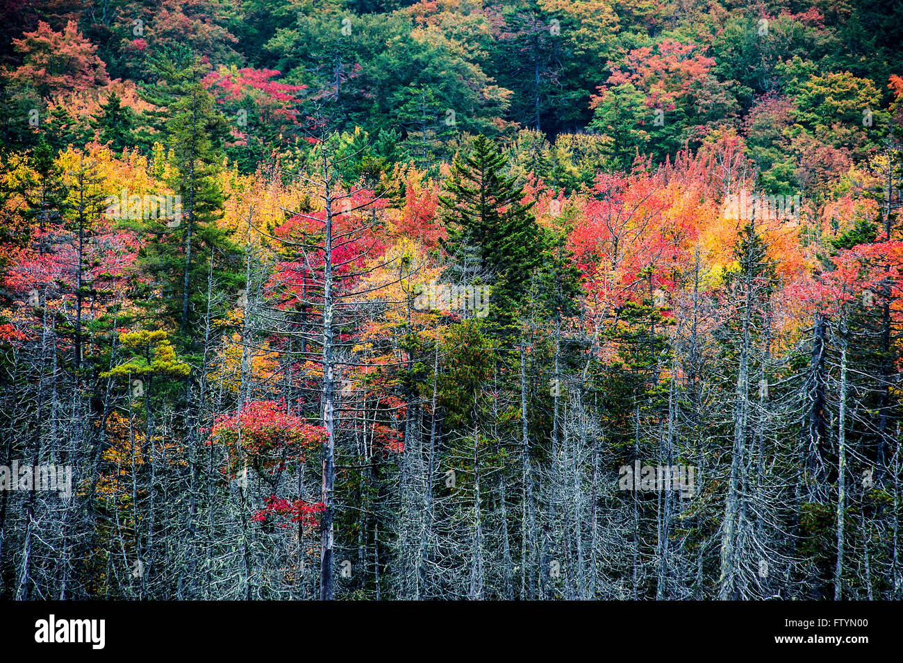 In autunno gli alberi della foresta, Parco Nazionale di Acadia, Maine, Stati Uniti d'America Foto Stock