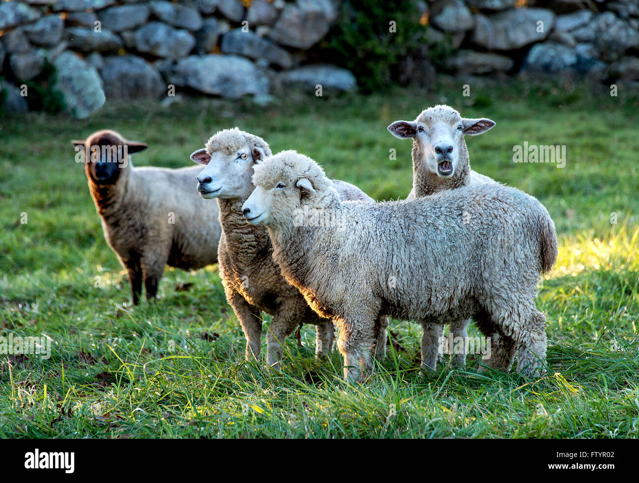 Pecore in un pascolo, Martha's Vineyard, Massachusetts, STATI UNITI D'AMERICA Foto Stock