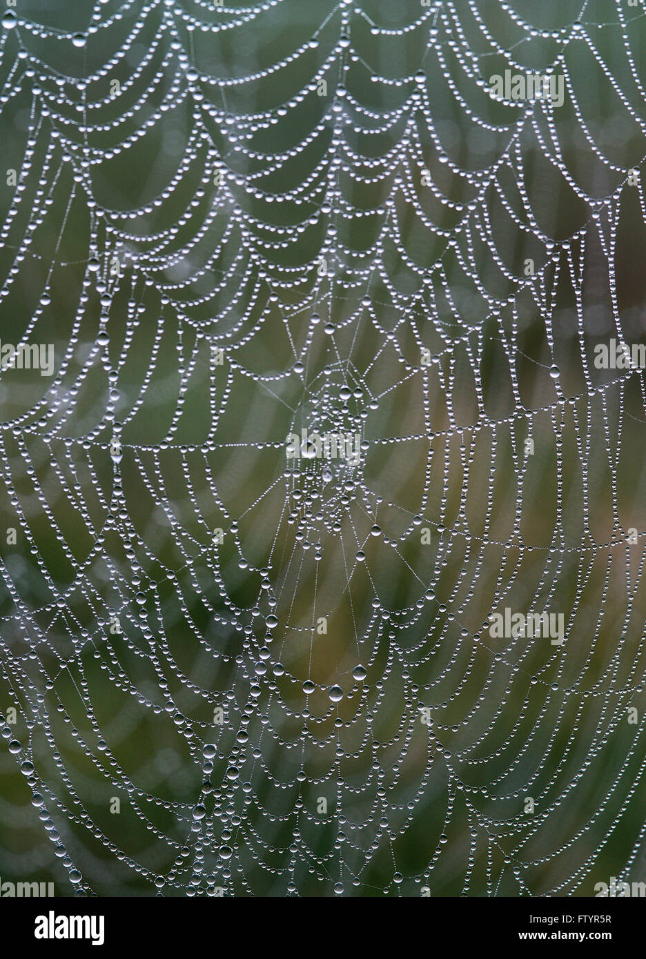 Spider Web con rugiada di mattina. Foto Stock