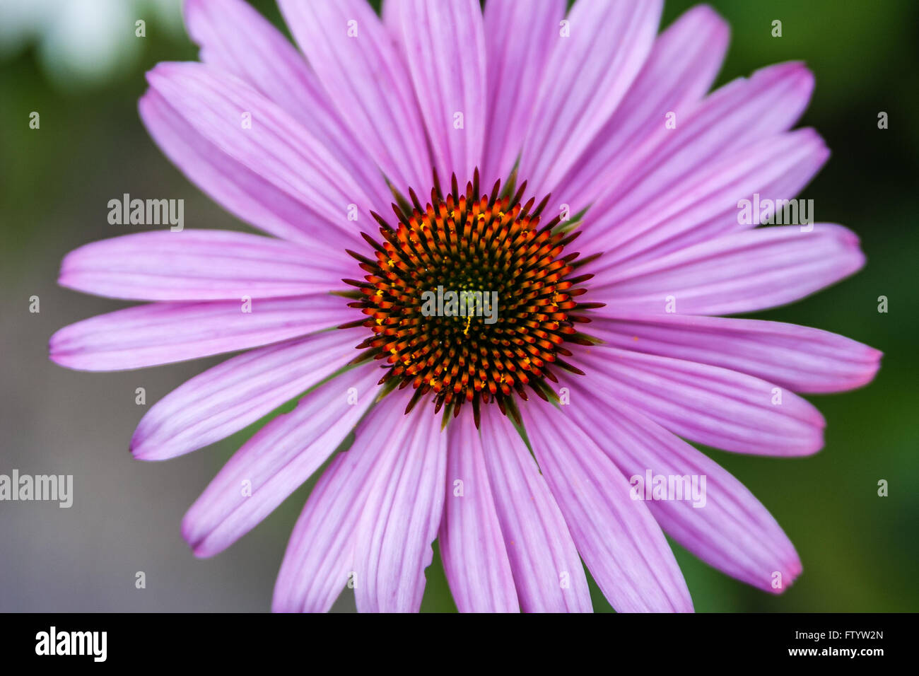 Echinacea purpurea; genere Asteraceae. Chiudere fino al di sopra di un prodotto a base di echinacea purpurea. Foto Stock