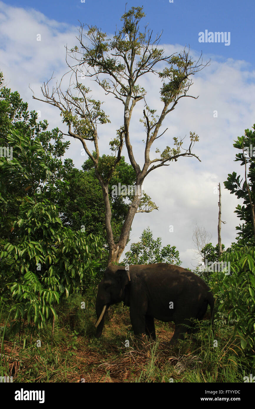 Pekanbaru, Indonesia. 02Mar, 2016. L'elefante di Sumatra è stato posto sulle specie in via di estinzione elenco. La distruzione delle foreste che molti convertiti in piantagioni come risultato una riduzione della popolazione di elefanti di Sumatra ( Elephas maximus sumatranus ) © Raffaza/Pacific Press/Alamy Live News Foto Stock