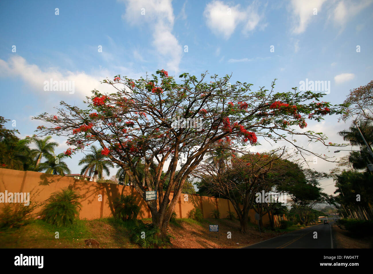 Alajuela in Costa Rica. 30 Mar, 2016. Fiori di 'Malinche' blossom vicino alla città di La Garita, provincia di Alajuela, Costa Rica, il 30 marzo 2016. Il 'Malinche' albero, di cui nome scientifico è Delonix regia, può raggiungere i 20 metri di altezza, secondo la base dati del Costa Rica dell Istituto Nazionale della biodiversità. © Kent Gilbert/Xinhua/Alamy Live News Foto Stock