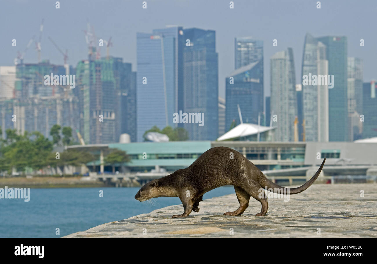 Singapore. 31 Mar, 2016. Foto scattata sul Mar 31, 2016 mostra una lontra a Singapore i giardini dalla baia a est. A Singapore, animali selvaggi possono ancora essere trovati nel centro città o sobborgo a dispetto del suo rapido sviluppo economico e urbanizzazione poiché Singapore l'indipendenza nel 1965. Credito: Quindi Chih Wey/Xinhua/Alamy Live News Foto Stock