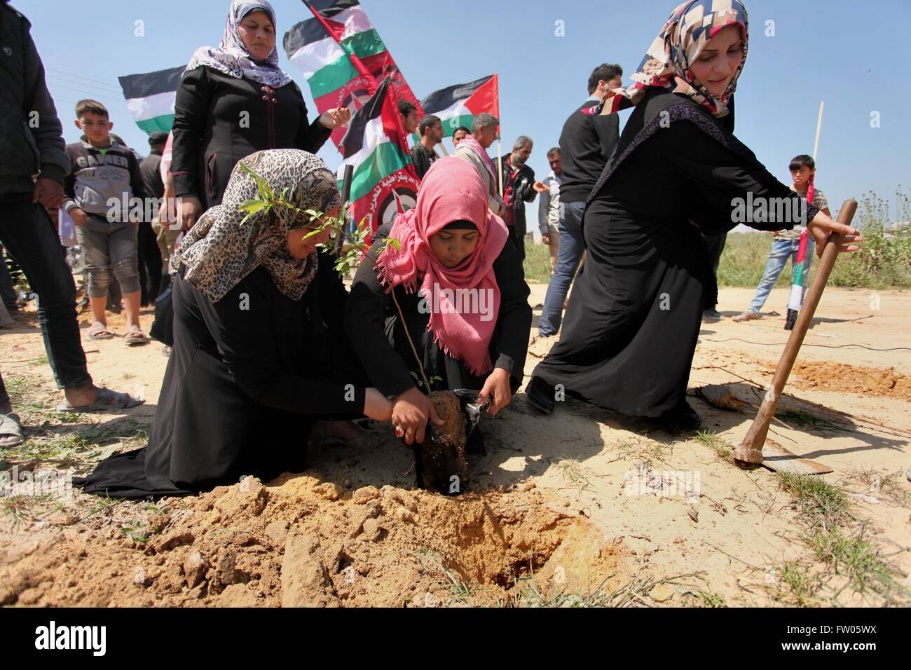 La città di Gaza, Striscia di Gaza, Territori palestinesi. 31 Mar, 2016. I dimostranti palestinesi pianta alberi di olivo durante un rally per contrassegnare il giorno di terra, vicino il Nahal Oz attraversamento est di Gaza City il 31 marzo 2016. La commemorazione annuale della uccisione da parte della polizia di sei cittadini arabi nel 1976 durante le proteste contro la confisca delle terre nel nord di Israele la Galilea regione Credito: Ashraf Amra/immagini APA/ZUMA filo/Alamy Live News Foto Stock