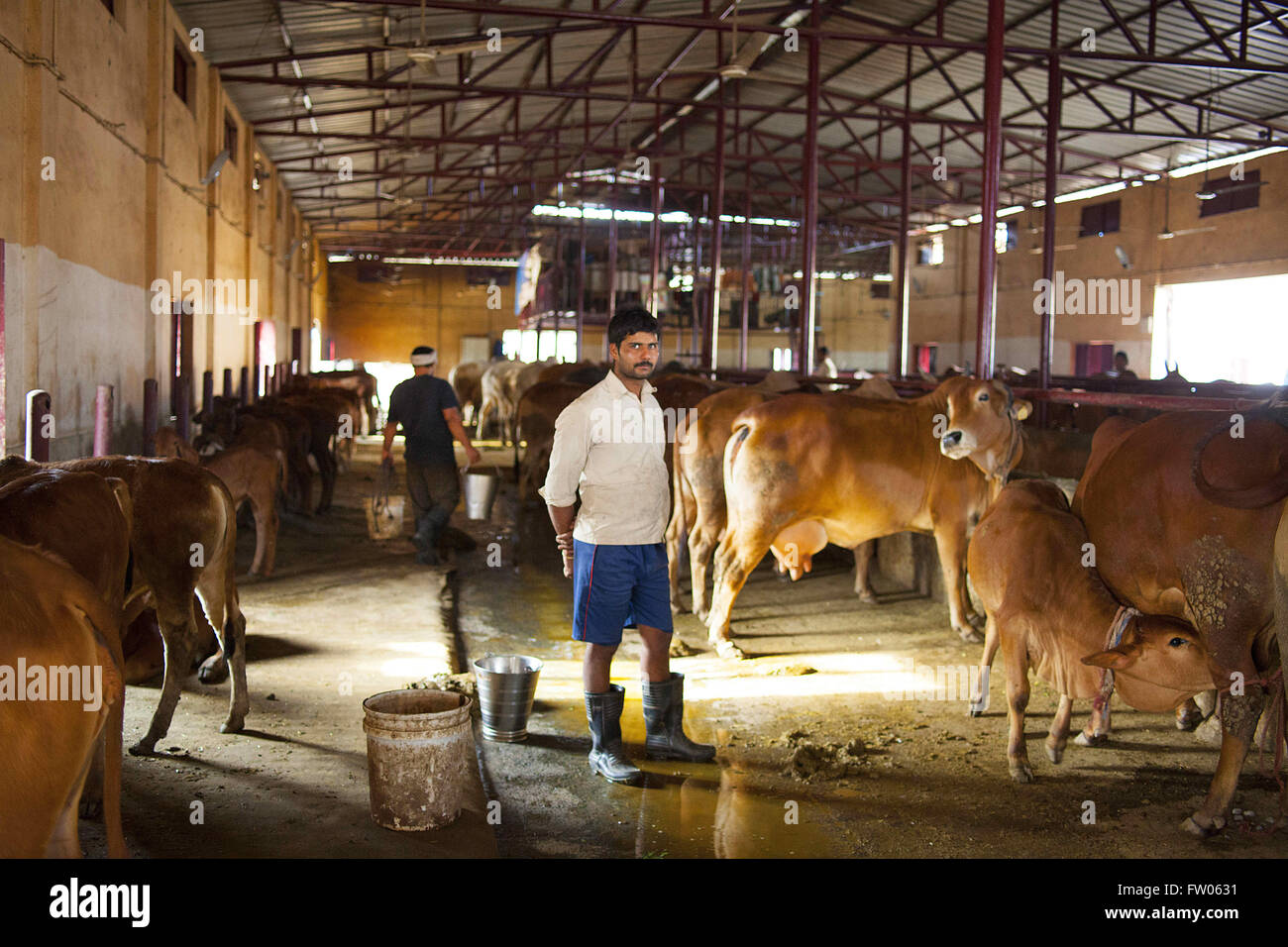 Haridwar, Uttaranchal, India. 15 Feb, 2016. 15 feb 2016 - Haridwar, INDIA.i lavoratori di vacche da latte a Patanjali Cow Dairy Farm a Haridwar. © Subhash Sharma/ZUMA filo/Alamy Live News Foto Stock
